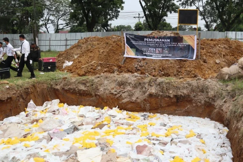 Mangga Ilegal Asal Thailand Sebanyak 14,6 Ton Dimusnahkan di Medan