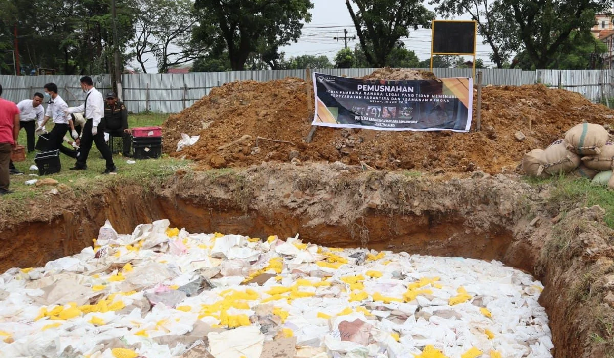 Mangga-Ilegal-Asal-Thailand-Sebanyak-14,6-Ton-Dimusnahkan-di-Medan