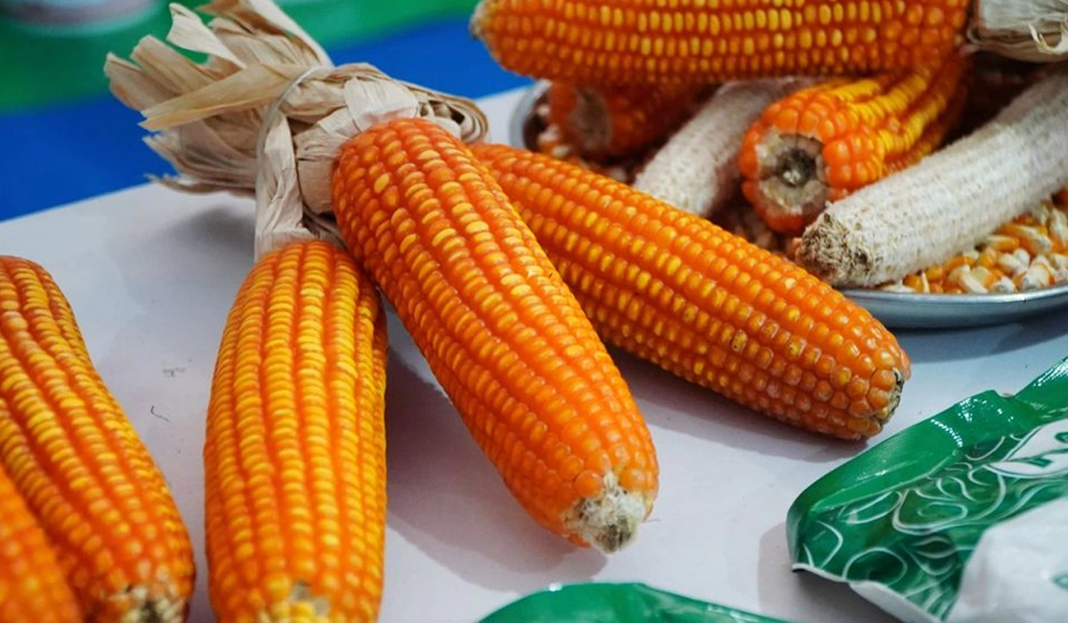 Harga-Jagung-SPHP-dan-Dukungan-Pemerintah