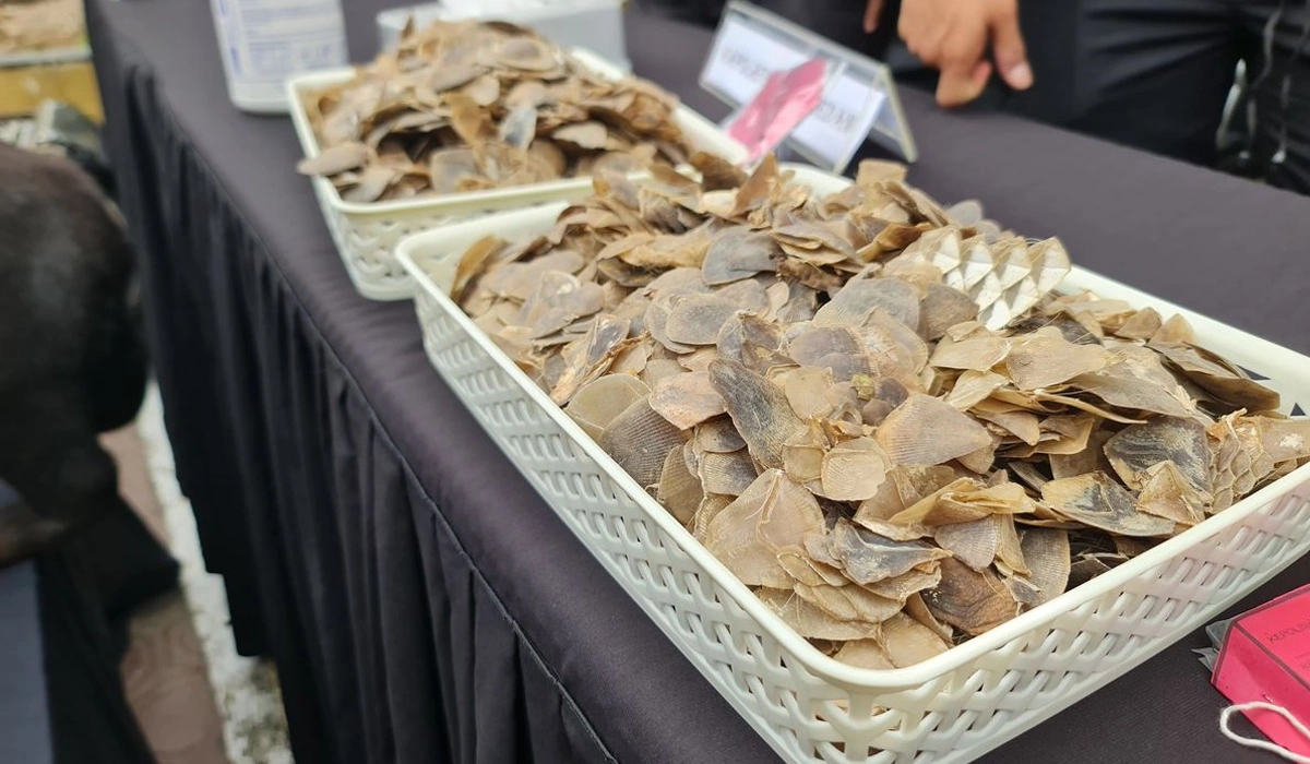 Perdagangan-Sisik-Trenggiling-via-Marketplace